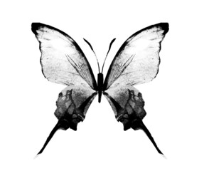 Black and white watercolor butterfly , isolated on the white background