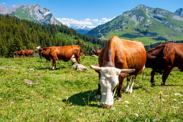 Fototapeta na wymiar Cows in a mountain field. La Clusaz, France