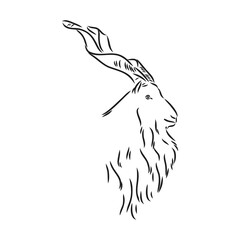 the head of a goat with large screw horns and thick hair looks straight full-face, sketch vector graphics monochrome illustration on a white background