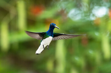 The beautiful White-necked Jacobin hummingbird, Florisuga mellivora, hovering facing the camera in a garden.