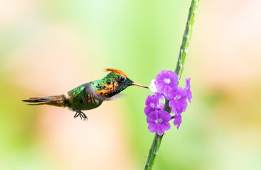 Male Tufted Coquette hummingbird, Lophornis ornatus, second smallest bird in the world, feeding on a purple Vervain flower with a pastel background.