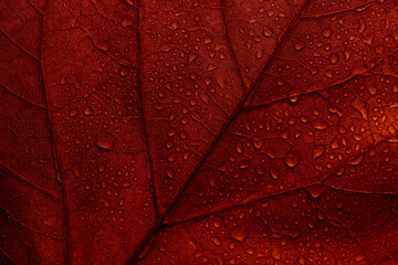 Maple autumn leaves texture background. Macro photo of red fall leaf with raindrops. Seasonal botanical detail wallpaper. Abstract foliage art banner.