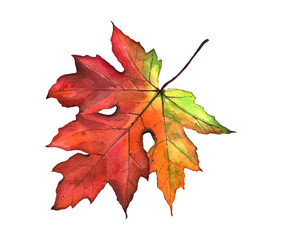 watercolor illustration of a beautiful maple leaf