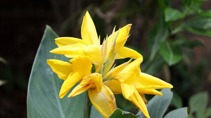 Obraz premium Beautiful yellow canna lily with green leaves in background