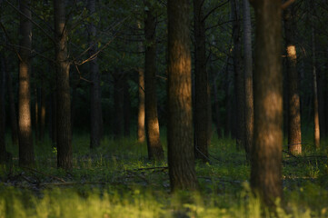 Green Forest with Sun Light in Summer