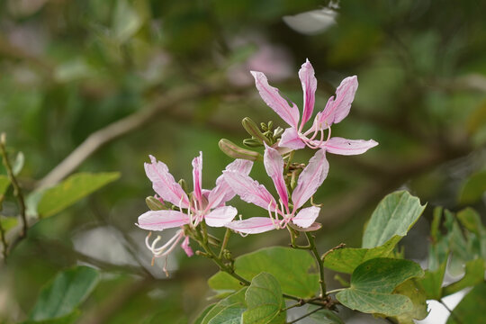 "Hong Kong Orchid Tree" Images – Browse 650 Stock Photos, Vectors, and Video | Adobe Stock