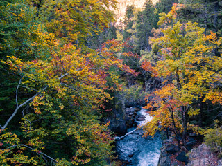 Barranco de montaña en el que se aprecia un rio y árboles de ribera con colores de otoño. - obrazy, fototapety, plakaty