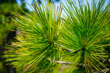 Bright green needles on a pine branch