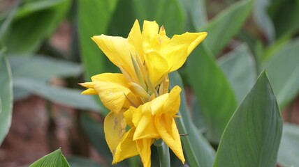 Beautiful yellow canna lily with green leaves in background
