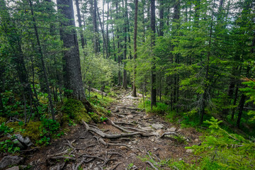 Forest trail in the taiga in Siberia