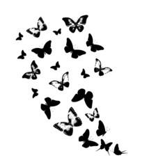 Obraz na płótnie Canvas Flock of silhouette black butterflies on white background. Vector