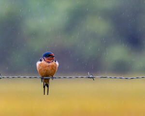 A small swallow perched on a barbed wiew