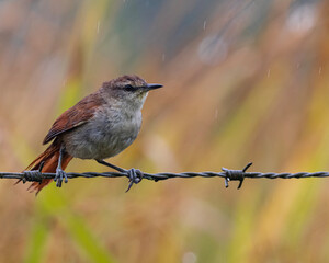 Naklejka premium A small swallow perched on a barbed wiew