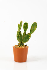 A small cantus planted in a pot on a white background