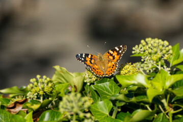 Fototapeta na wymiar Painted Lady (Vanessa Cardui) Butterfly perched on ivy hedge (hedera helix) in Zurich, Switzerland