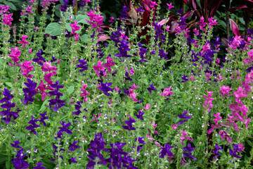 Fototapeta premium Violets