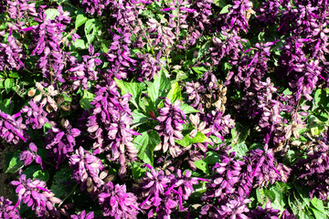 Salvia plant