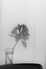 shadow of a flower in vase, halloween concept