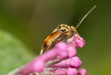The tarnished plant bug in detail (Lygus lineolaris)