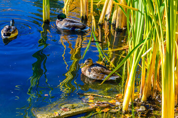 Ducks in the lake near the shore among the reeds.