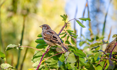 A sparrow on the top of kusa in summer.