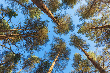 Background of the tops of the trees against the sky
