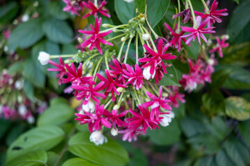 pink flowers in the garden