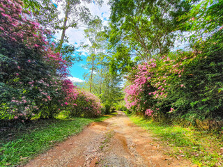 Fototapeta premium dirt floor entrance with relaxing nature landscape with pink flowers and captured inside