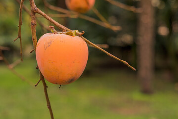 Il kako è un frutto tipico della stagione autunnale che si distingue per il suo tipico colore...