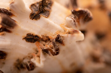 Seashell surface texture, background image, close-up, selective focus.