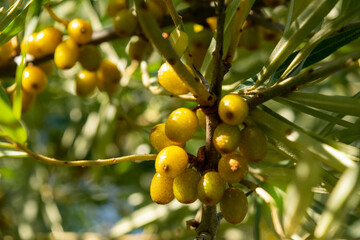 Ripe sea buckthorn on a branch against the blue sky, close-up, selective focus.
