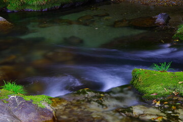 透明な水と苔