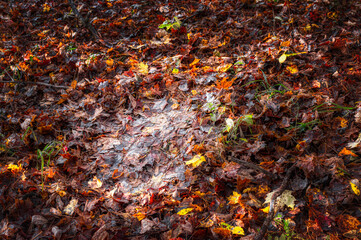 The morning light shines on a freshly made deer bed in the autumn leaves.  Deer bed still warm this Late November morning.