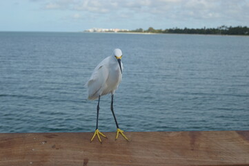 White egret at Naples pier behind the skyline of Naples Florida 