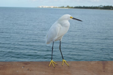 A white egret on Naples pier and behind the skyline of Naples Florida 