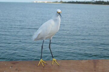 A white egret on Naples pier behind the coastline of Naples Florida 