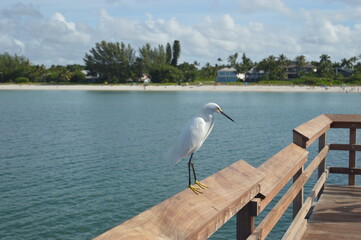 A white egret and behind the coastline of Naples Florida 