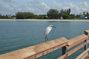 White egret at Naples pier behind the beach 