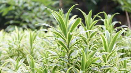 Fototapeta premium common name snake plant, botanical name sensevieria trifasciata, family name Asparagaceae