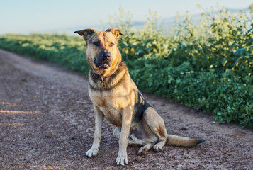 Dog sitting on a dirt road.