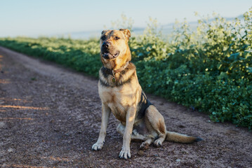 Dog sitting on a dirt road.