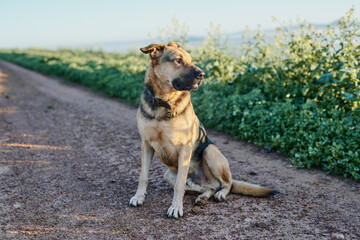 Dog sitting on a dirt road.