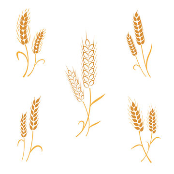 Wheat spikelets set. Collection of vector spikelets