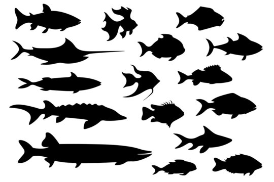 Fish black silhouette collection. Different kinds of fish. Vector design elements