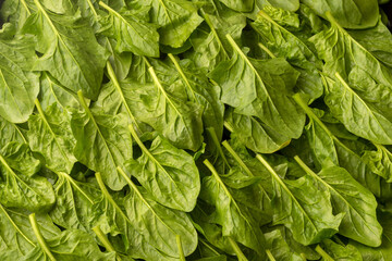 Close up photo of green spinach leaves.