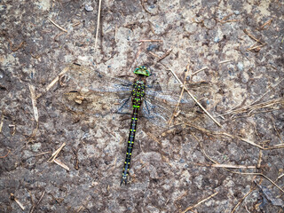 Dragonfly Mimicry. Southern Hawker Dragonfly (Aeshna cyanea) basking on a stone, macro view.