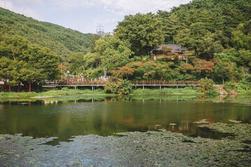 Fototapeta na wymiar pond, all in greenery, South korea, nature of the country, Asia, trees.