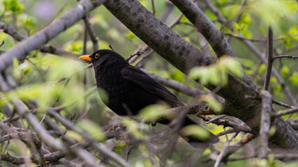 Blackbird on a tree branch