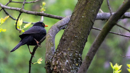 Blackbird on a branch