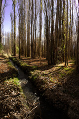 Fototapeta premium Bosque y río